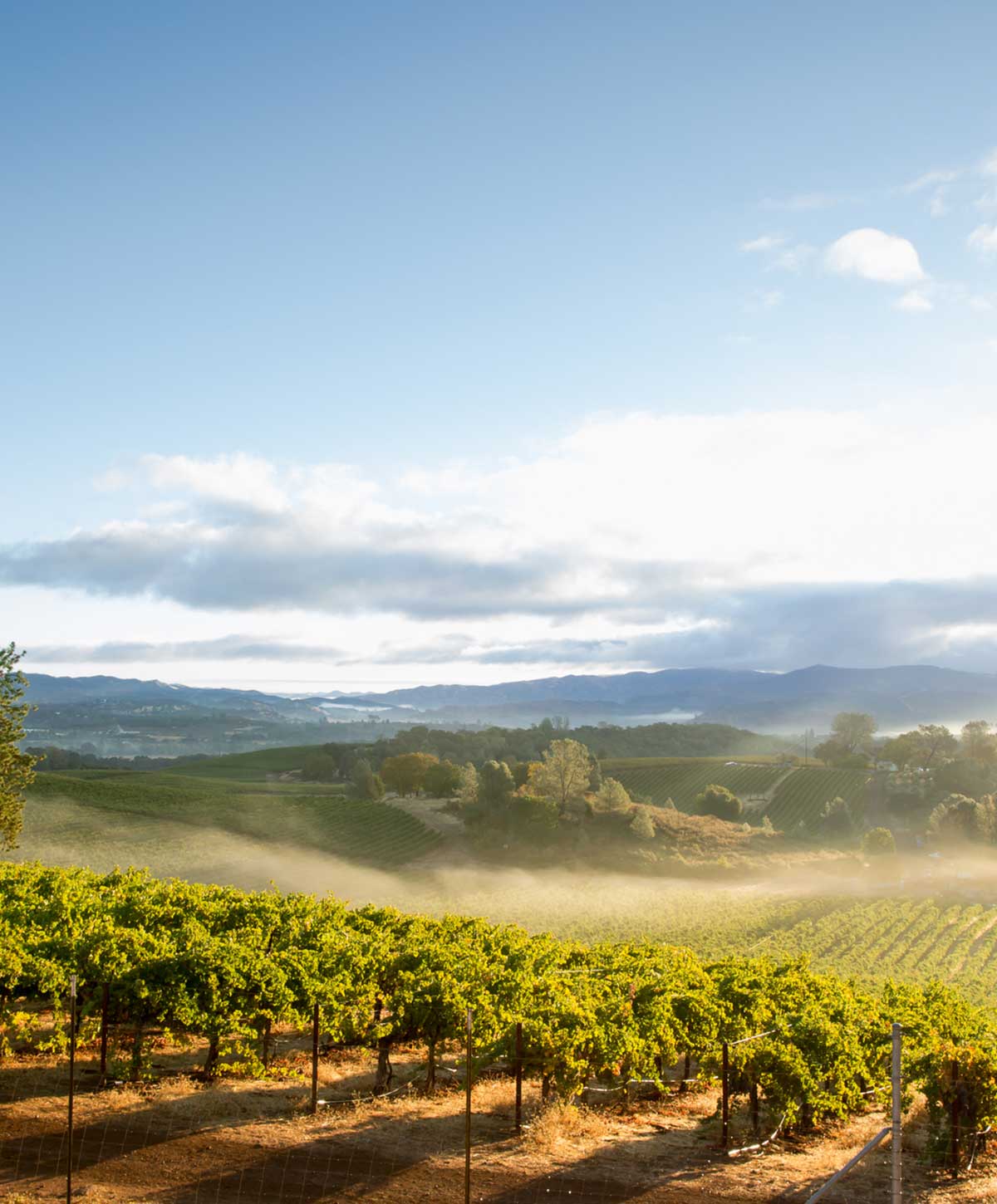 Petaluma farmland